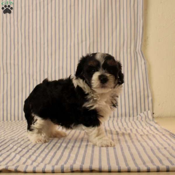 Nick, Maltipoo Puppy